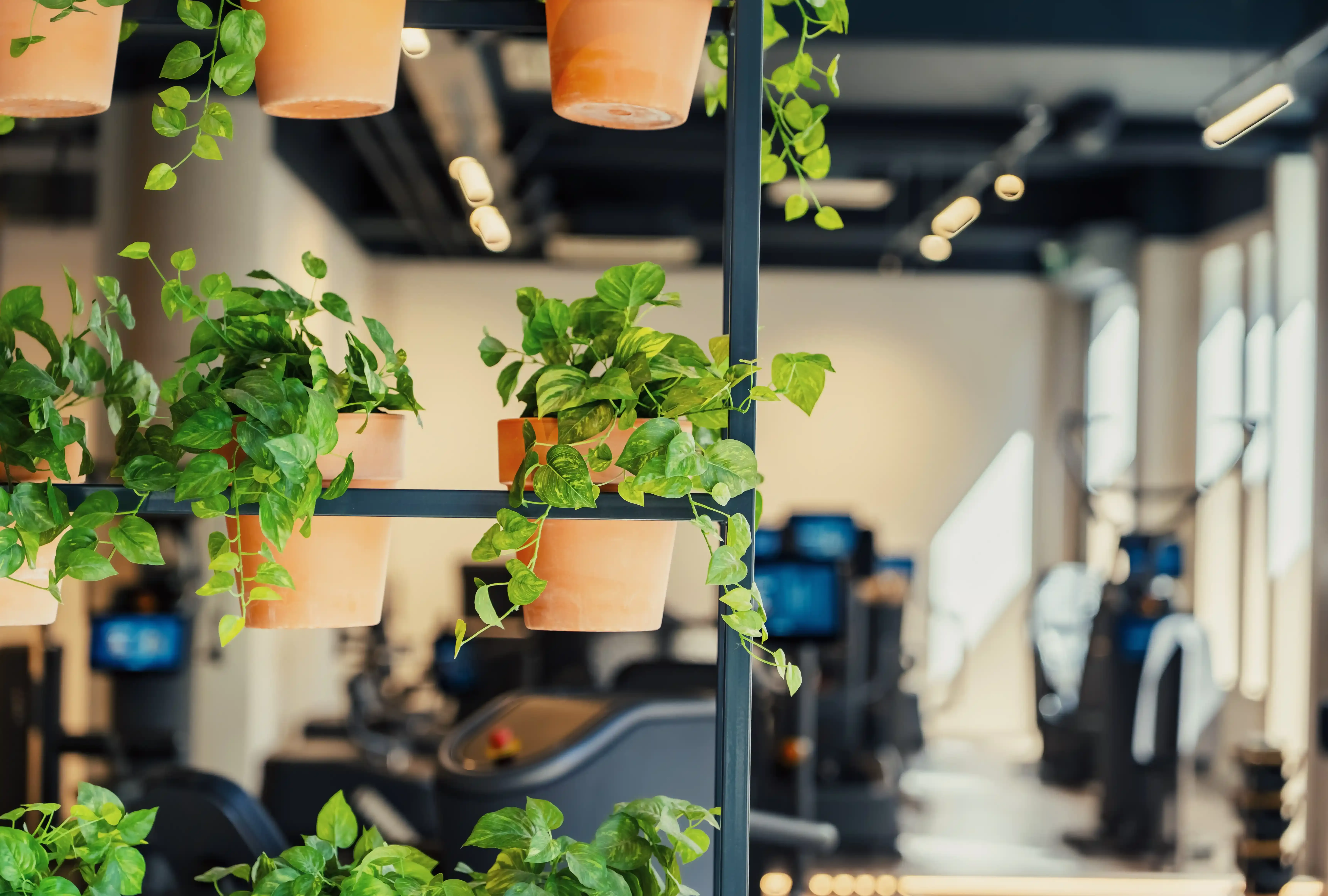 Detail van plantenrekken met zicht op de trainingsruimte op de achtergrond